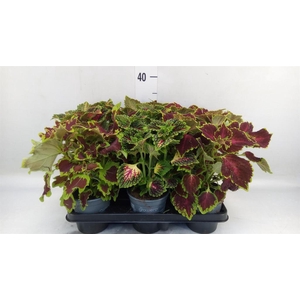 Plectranthus col.   ...mix