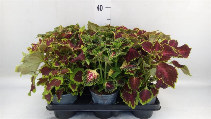 <h4>Plectranthus col.   ...mix</h4>