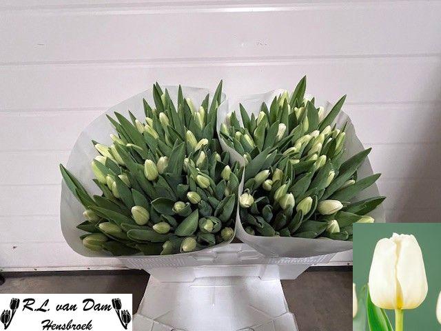 <h4>TU EN ANTARCTICA</h4>