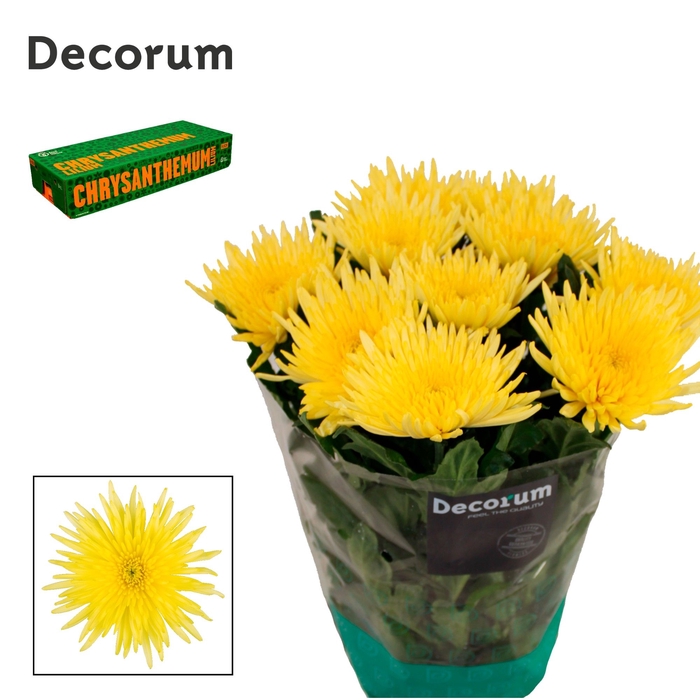 <h4>Chrysanten Chr G Anastasia Sunny</h4>