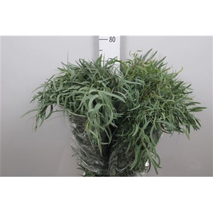 Euc Nicholii Per Bunch Extra