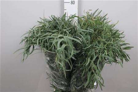 <h4>Euc Nicholii Per Bunch Extra</h4>