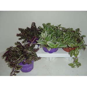 Tradescantia gemengd