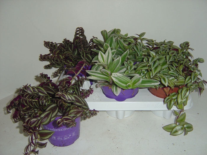 <h4>Tradescantia gemengd</h4>