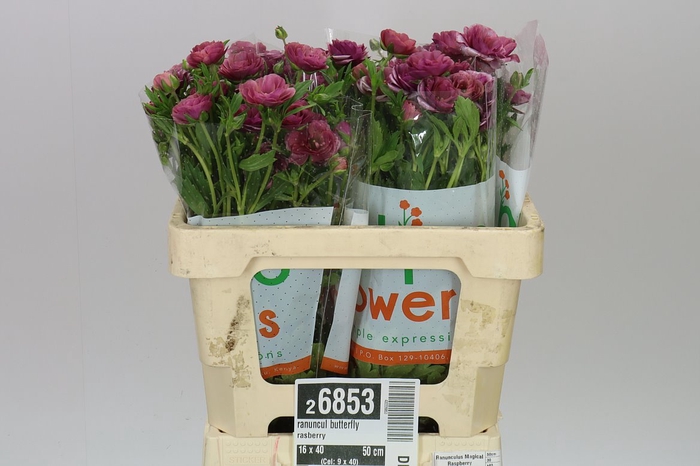 <h4>Ranuncul Butterfly Rasberry</h4>