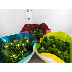 Kalanchoe blos.   ..mix 5