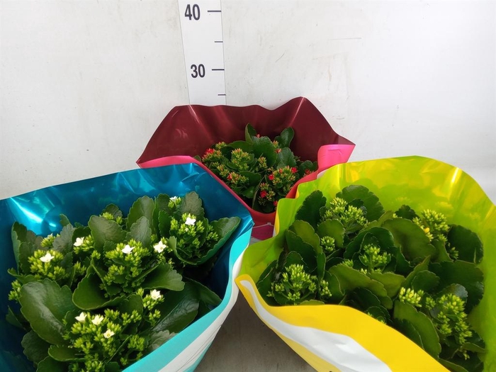 <h4>Kalanchoe blos.   ..mix 5</h4>