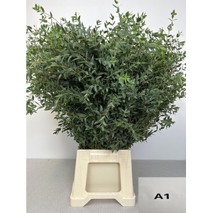 EUC PARVIFOLIA PB