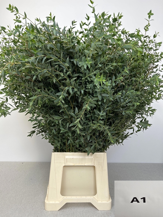 <h4>EUC PARVIFOLIA PB</h4>
