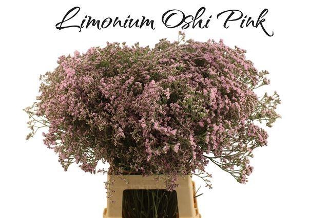 <h4>LIM SAF OSHI PINK</h4>