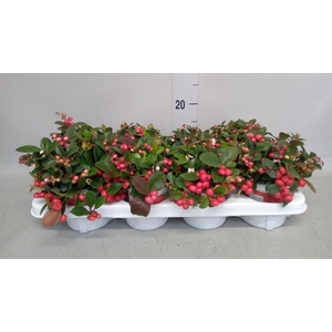 Gaultheria proc.