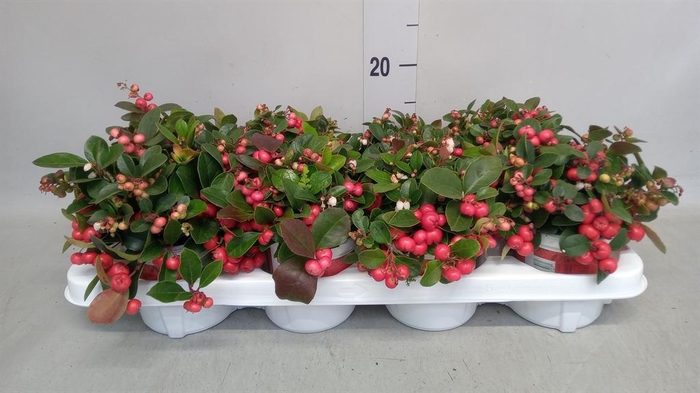<h4>Gaultheria proc.</h4>