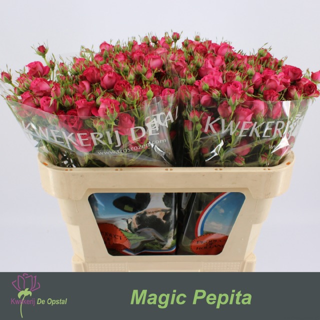 <h4>R Tr Magic Pepita Opstal</h4>