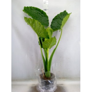 Alocasia gageana