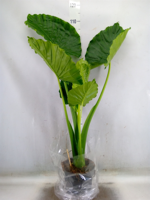 <h4>Alocasia gageana</h4>