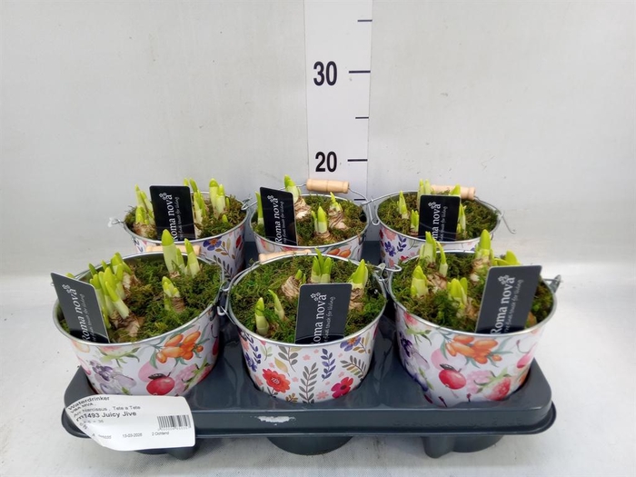 <h4>Arr.  Narcissus</h4>