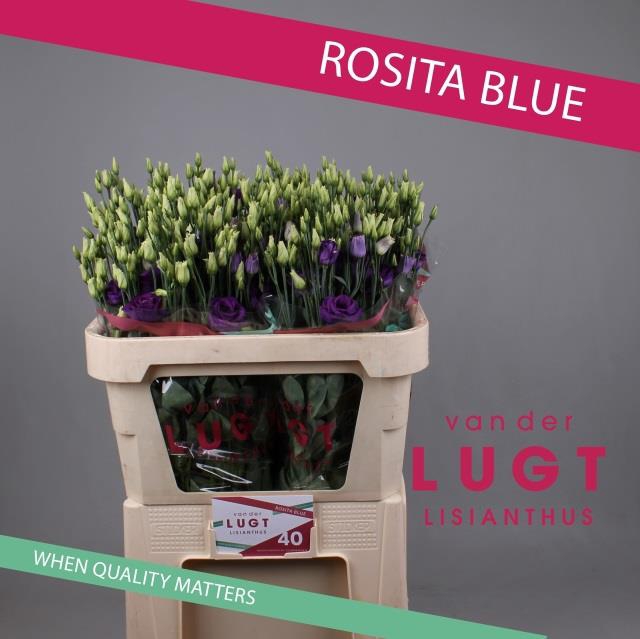 EUST G ROSITA BLUE