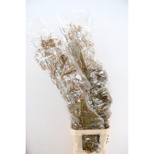 ROSA CORALLO ORANGE EXTRA 150CM