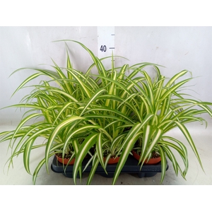 Chlorophytum com. 'Variegatum'