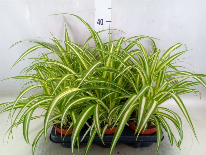 <h4>Chlorophytum com. 'Variegatum'</h4>