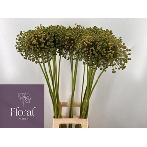 ALLIUM ZAADBOLLEN