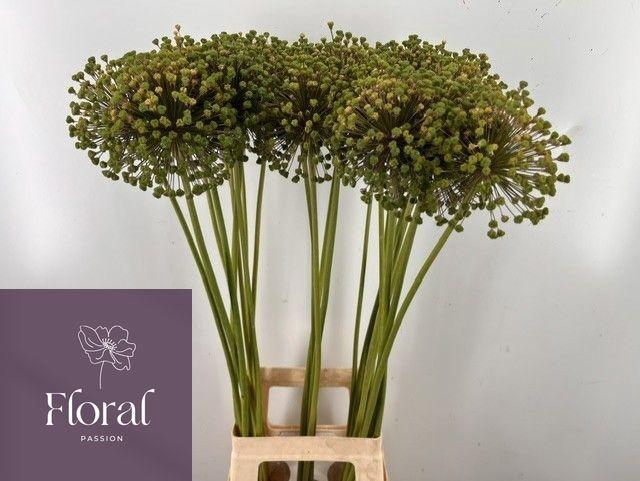 <h4>ALLIUM ZAADBOLLEN</h4>