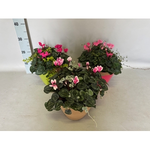 Arr 21 Cyclamen