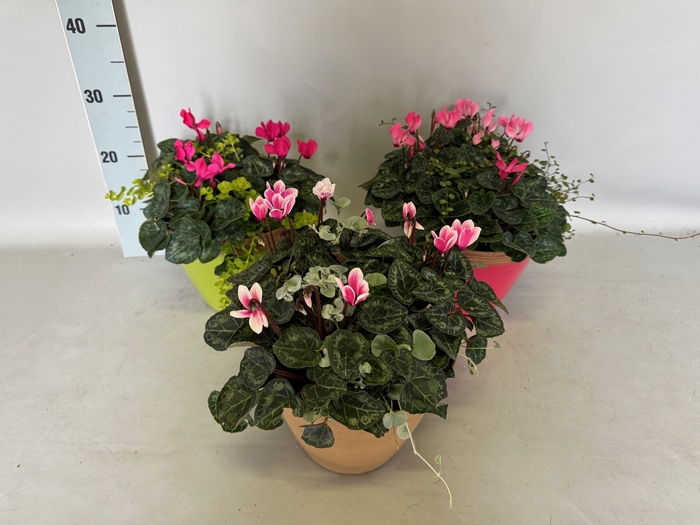 <h4>Arr 21 Cyclamen</h4>