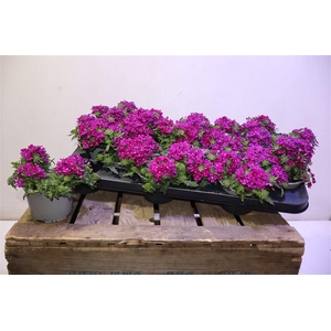 Verbe Lascar Burgund