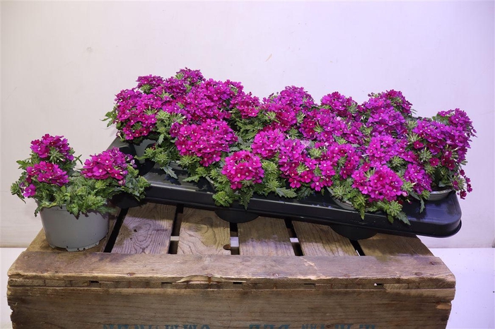 <h4>Verbe Lascar Burgund</h4>