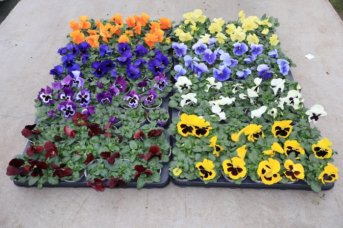 <h4>VIO WI EVO MIXK</h4>