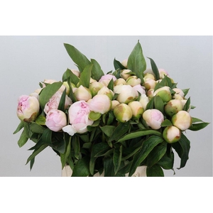 Paeonia chiffon parfait