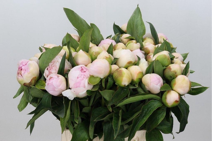 <h4>Paeonia chiffon parfait</h4>