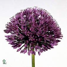 ALLIUM AFLATUNENSE