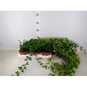 Hedera helix 'Shamrock'