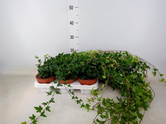 <h4>Hedera helix 'Shamrock'</h4>