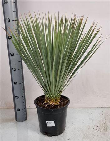 <h4>Yuc Rostrata</h4>