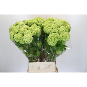 Viburnum Opulus Roseum