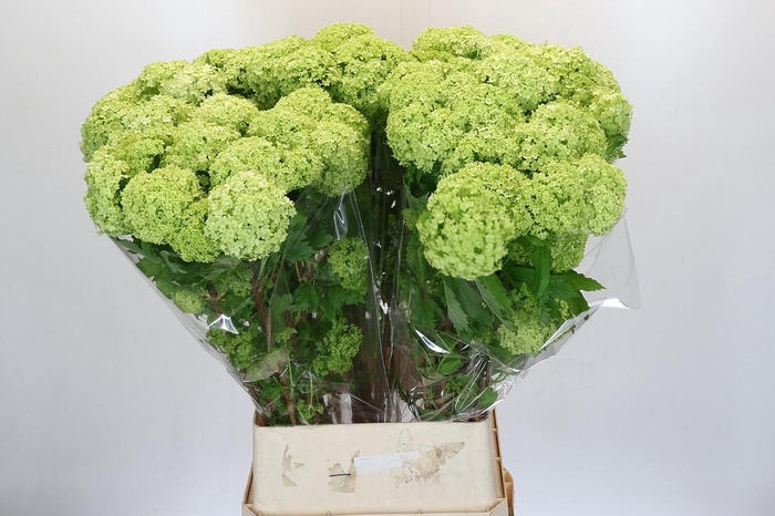 <h4>Viburnum Opulus Roseum</h4>