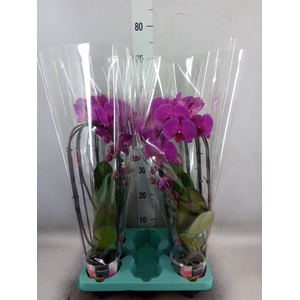 Phalaenopsis  'Elegant Cascade'