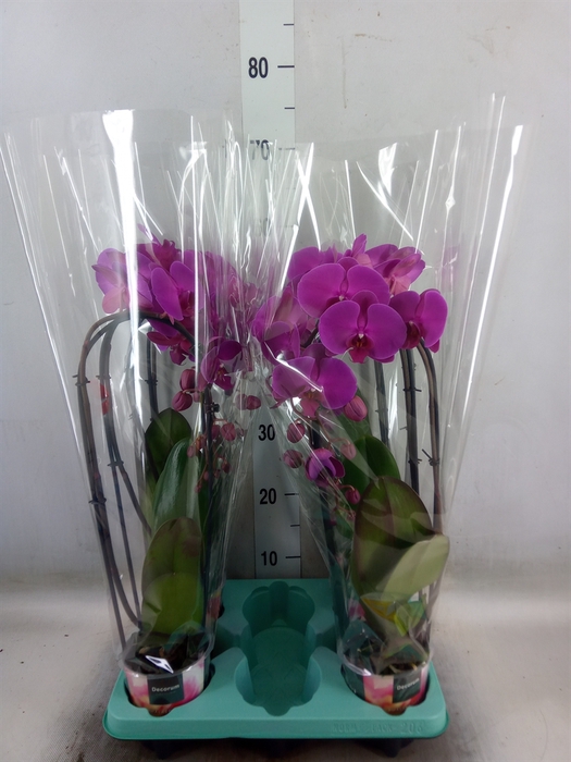 <h4>Phalaenopsis  'Elegant Cascade'</h4>
