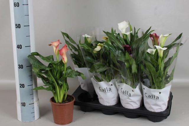 <h4>ZANT GEM 5 KL</h4>