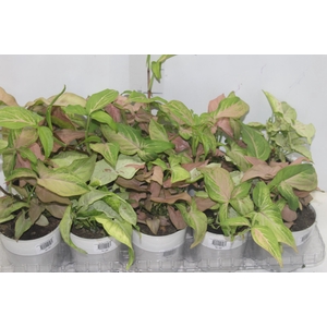 PLANTA ORNAMENTAL P12 VARIADO