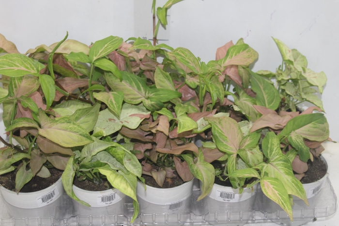 <h4>PLANTA ORNAMENTAL P12 VARIADO</h4>