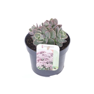 Sedum telephium La Vie en Rose