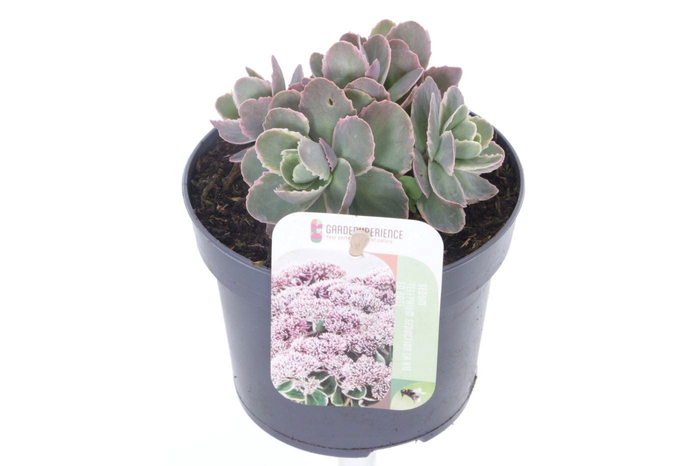 <h4>Sedum telephium La Vie en Rose</h4>