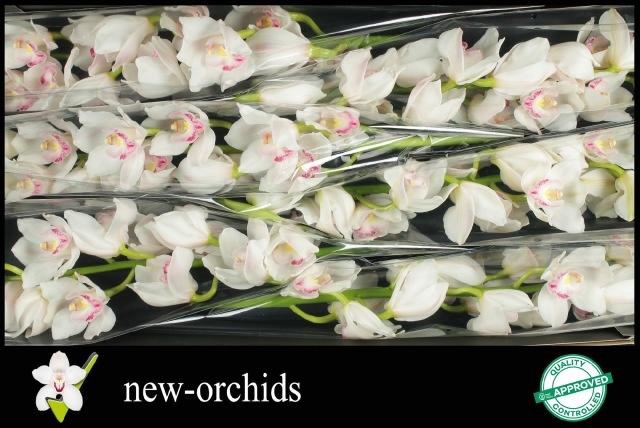 <h4>CYMB T KILIMANJARO</h4>