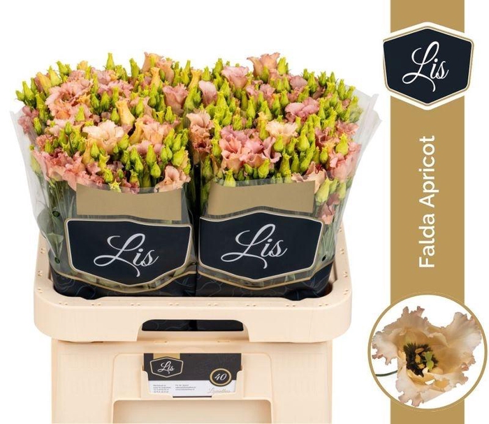 <h4>EUST E FALDA APRICOT LIS</h4>