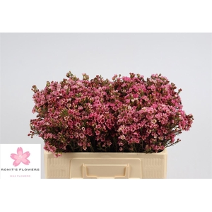 Chame Sarahs Delight