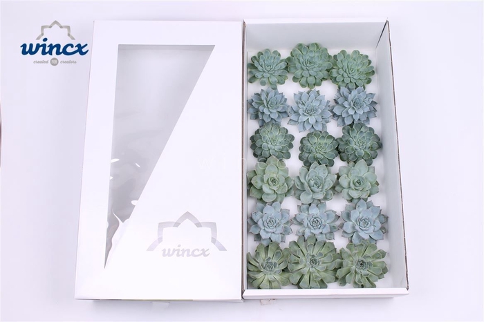 Echeveria Aqua Mix (wincx) Cutflower Wincx-8cm